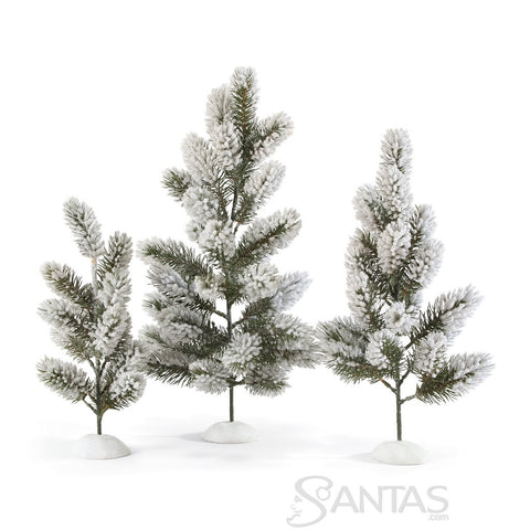 Rustic Pine Trees Possible Dreams